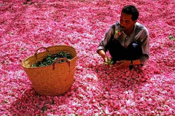Rose Festival in Morocco
