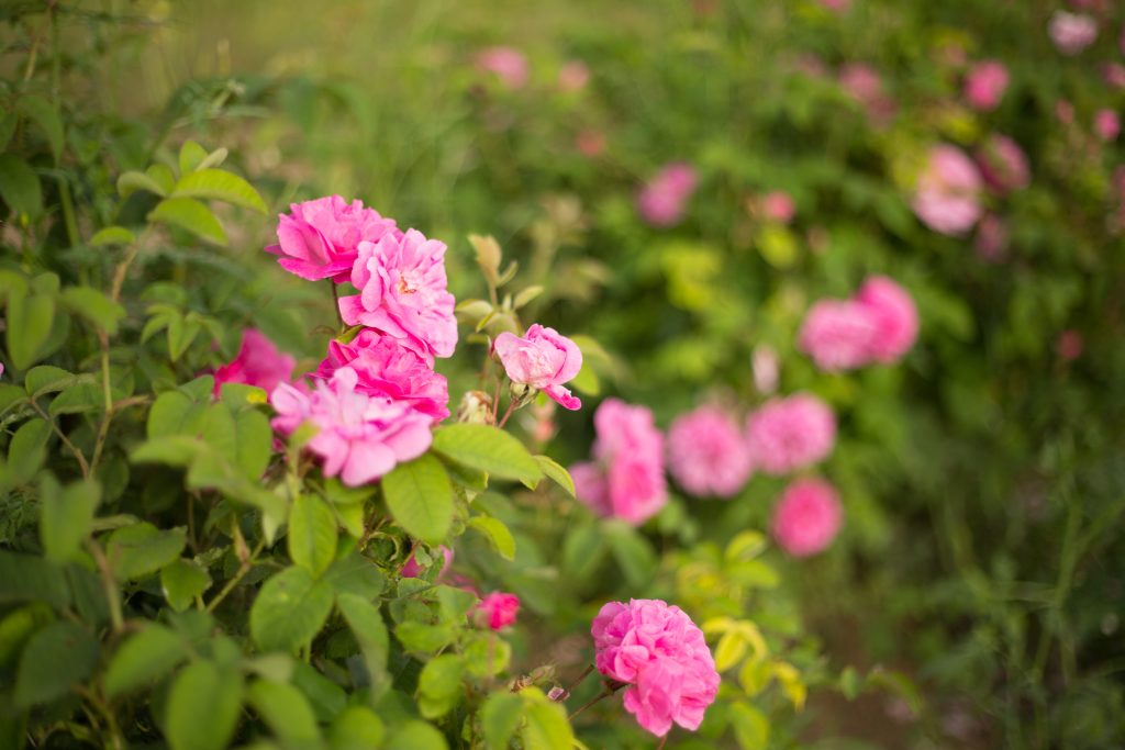 Rose Festival in Morocco