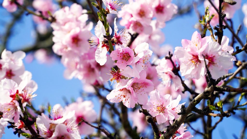 Almond blossom festival Morocco